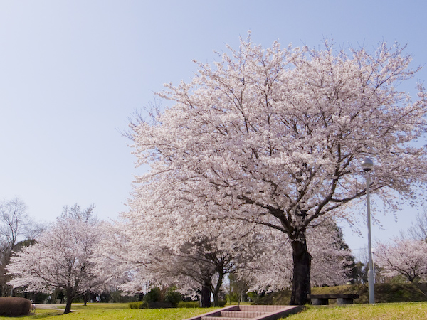 桜の木々